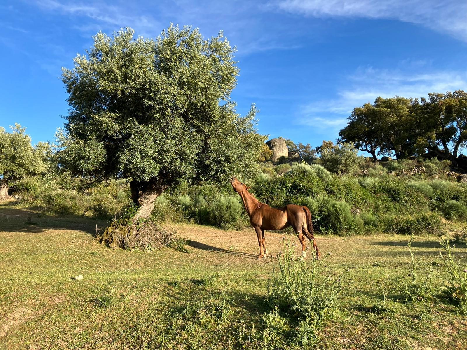 Caballo en la finca