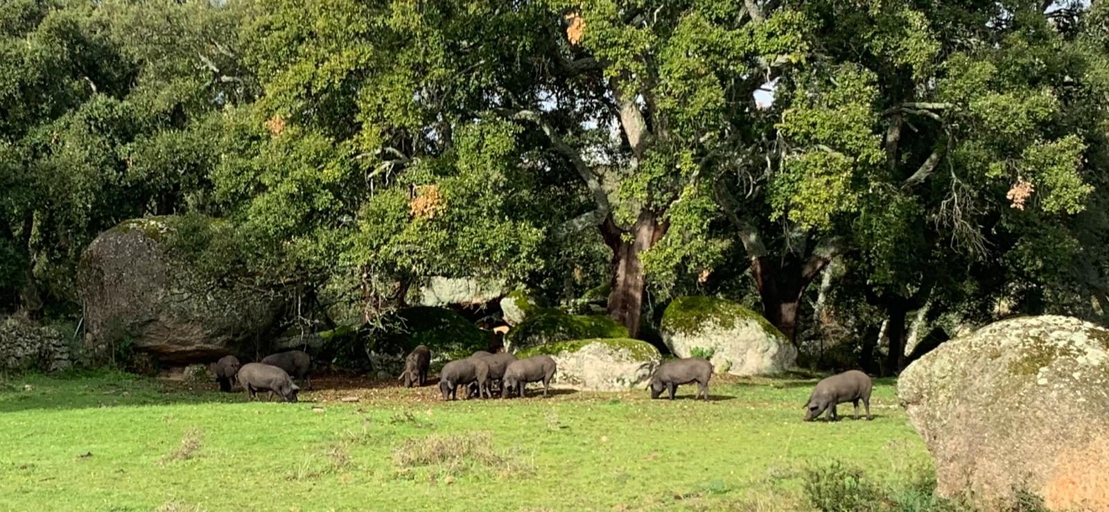 Cerdos en la dehesa