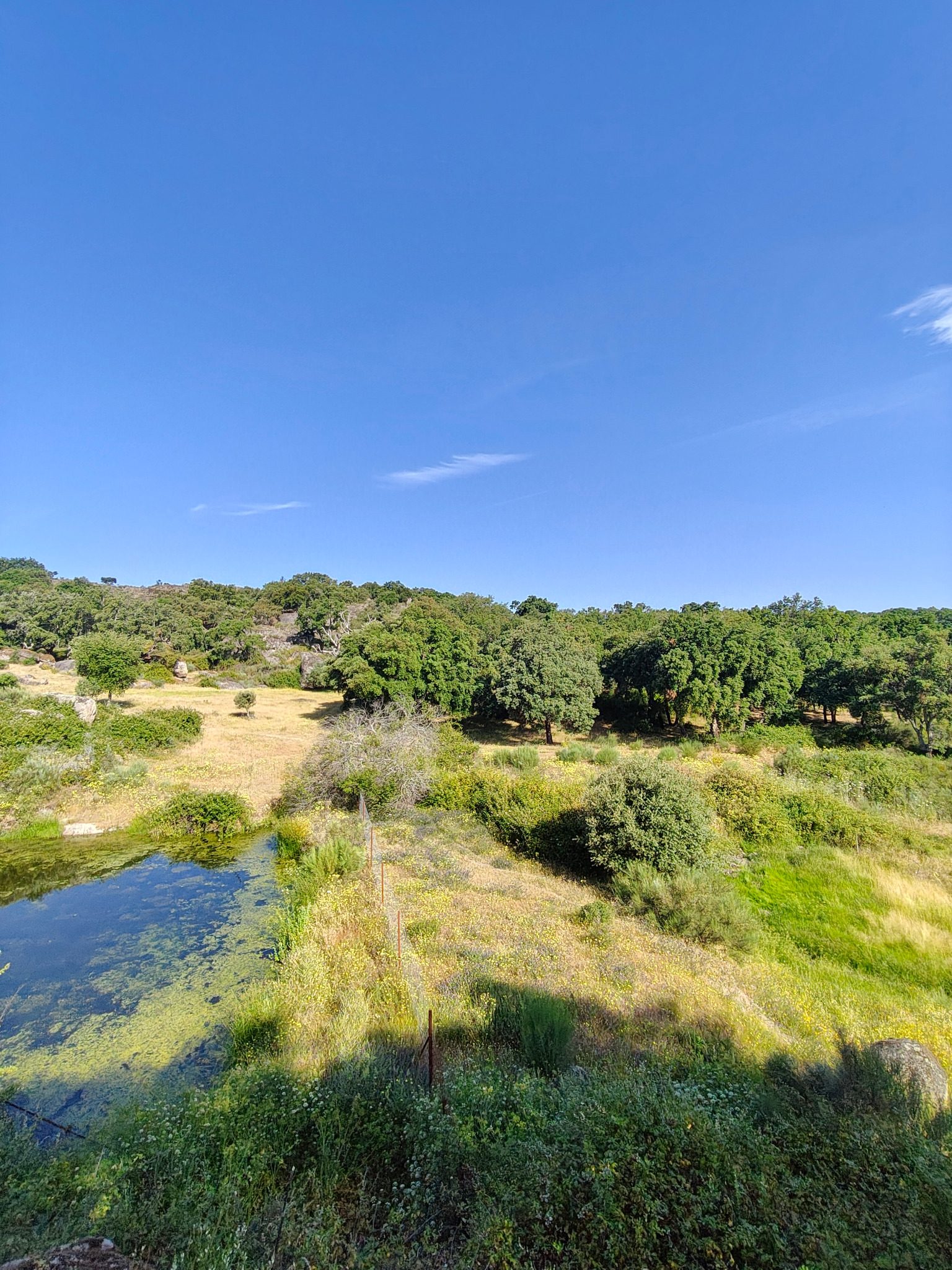 Encina y rocas de la finca