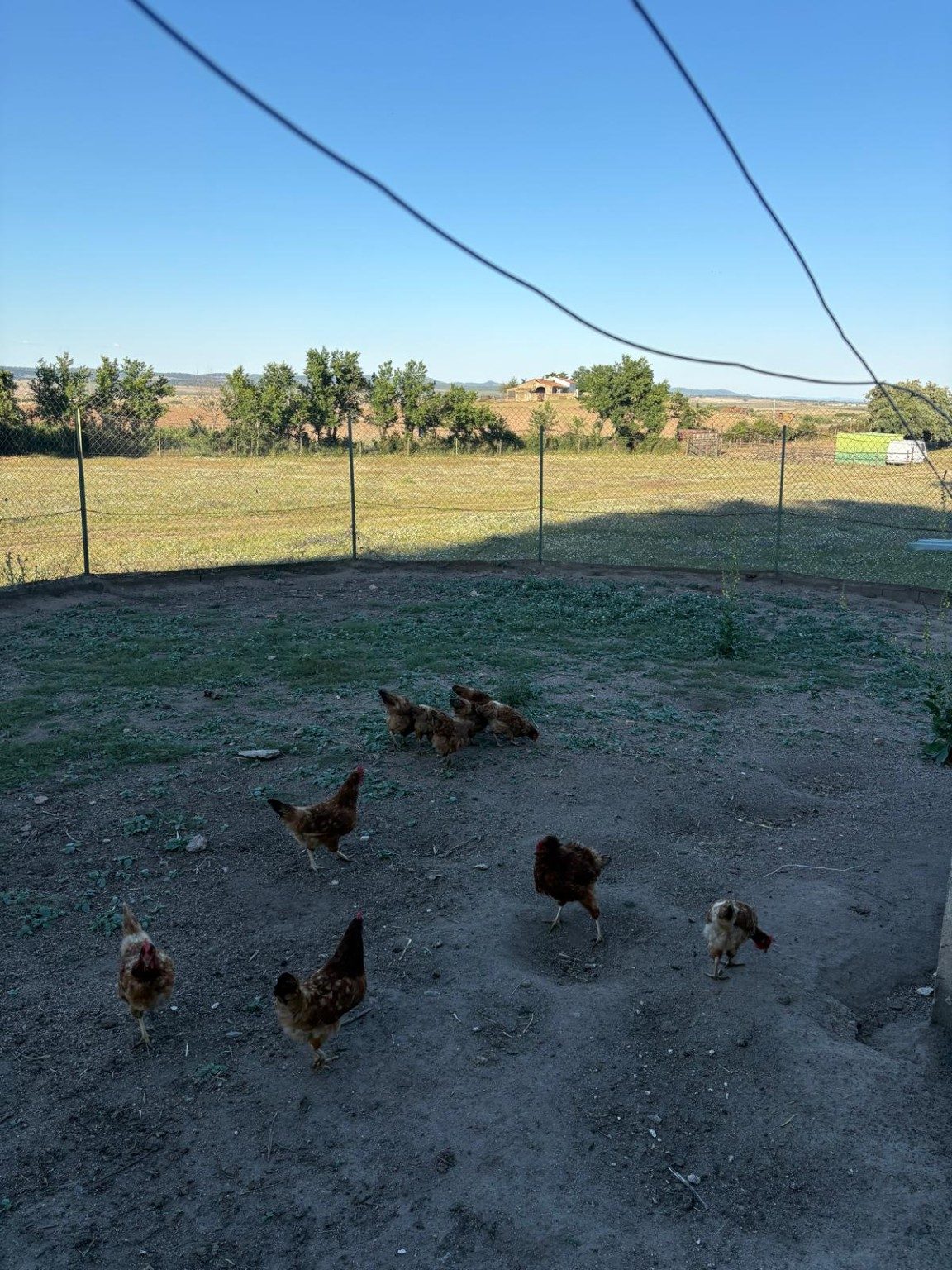 Gallinas de la finca