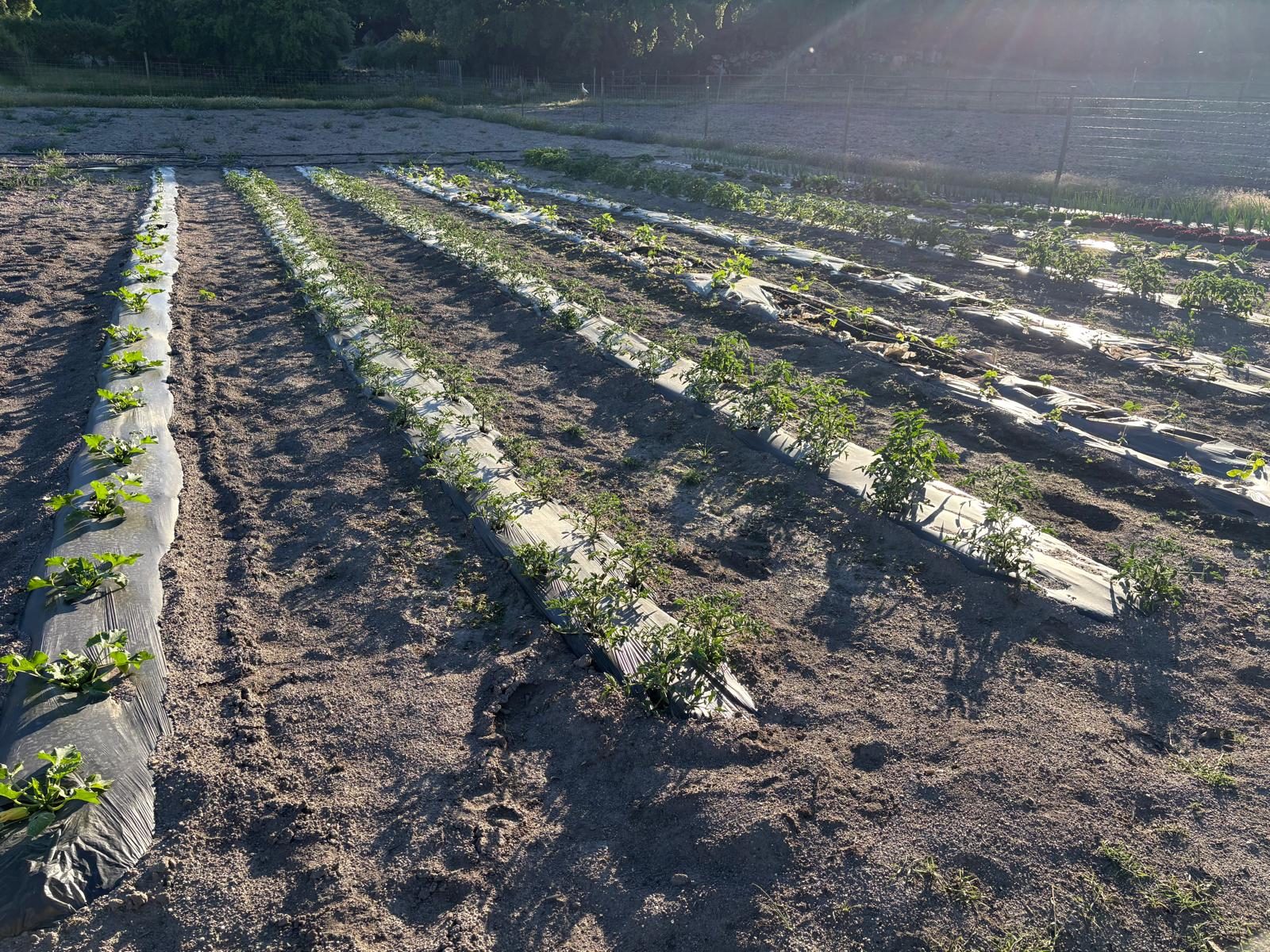 Huerto ecológico